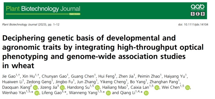 Plant Biotechnology Journal|高通量作物表型技术助力小麦生长和产量相关性状遗传解析