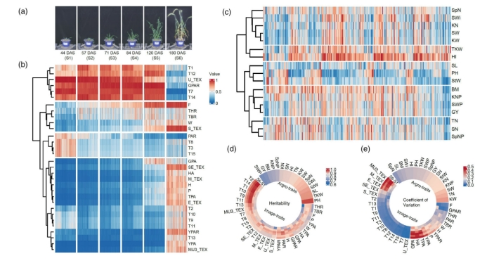 Plant Biotechnology Journal|高通量作物表型技术助力小麦生长和产量相关性状遗传解析