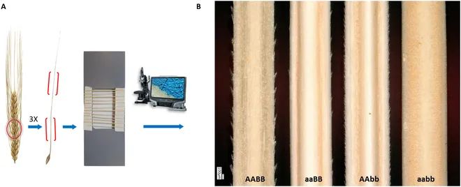 AwnImageAnalysisandPhenotypingUsingBarbNet使用BarbNet进行芒的图像分析和表型分析