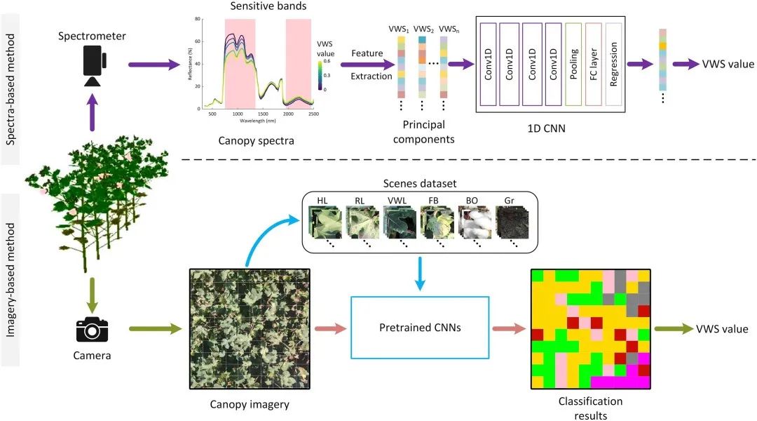 利用卷积神经网络从原位冠层图像和光谱评估棉花黄萎病的严重程度